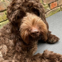 stellaandersonfan avatar