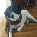 stellalunabharat avatar