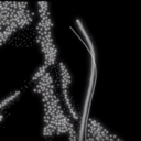 stellar-bones avatar