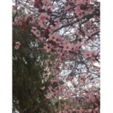 stellar-karma avatar