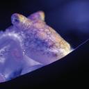 stellarcephalomage avatar