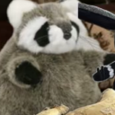 stellatescout avatar