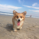 stellathecorgi avatar