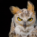 stem-and-steam avatar