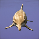 steno-bredanensis avatar