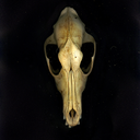 stenography69 avatar