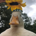 stepdadsherbs avatar