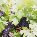 steph-studying avatar