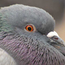 stephen-the-pigeon avatar