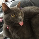 stephsmellsyeah avatar