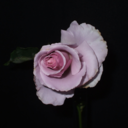 sterlingroses-blog avatar