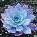 sternen-taler avatar