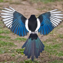 stervelozegoden avatar