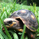 stevenashthetortoise-blog avatar