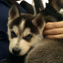 stevenmillsii avatar