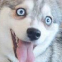 stevie-da-beast avatar