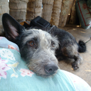 stevieblighter avatar