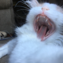 steviesnorlax avatar