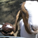 stewardofningishzida avatar