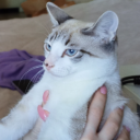 stickycowboyblaze avatar