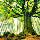 stickygreentree avatar