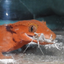 stickypatricia avatar