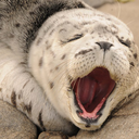 stickywicketbiscuit avatar