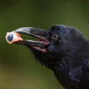 stiffhipflexors avatar