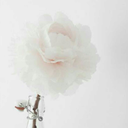 still-dreaming-out-loud avatar