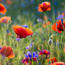 still-waitingforyou avatar