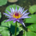 stillafanofsonic avatar