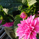 stillgotnoideahowigothere avatar