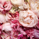 stillseekinghim avatar