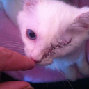 stillsexual-blog avatar