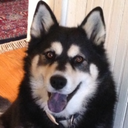 stillsofgaylife avatar