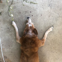 stillwaitingformytwelvecats avatar