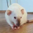 stimmyratboi avatar