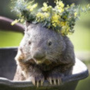 stimmywombat avatar