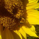 stinesunflower avatar