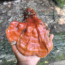 stinkiestthey avatar