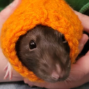 stinky-ratdruid avatar