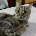 stinkycapibara avatar