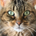 stinkycheeselady avatar