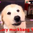 stinkymicebaby avatar