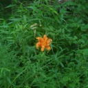 stir-occasionally avatar