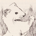 stoatcery avatar