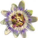 stokerpianoduet avatar