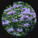 stolen-by-fae avatar