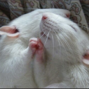 stomach--acid avatar