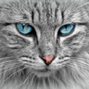 stoneclawthewarriorcat avatar